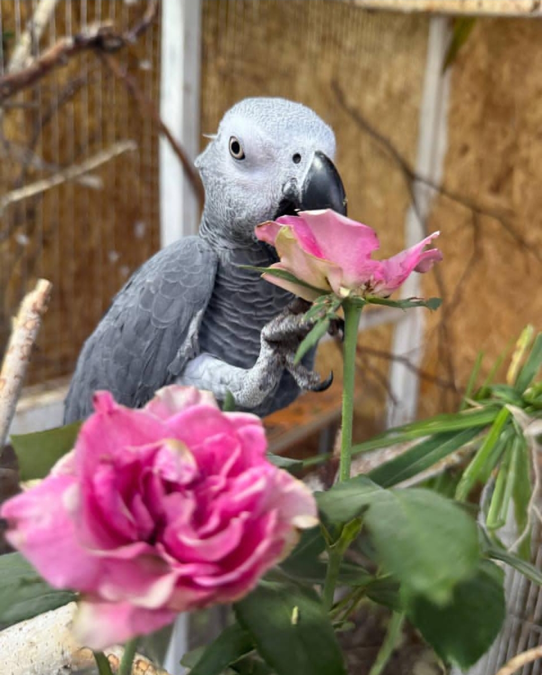 African Grey Parrot-(Aponi) - Image 2