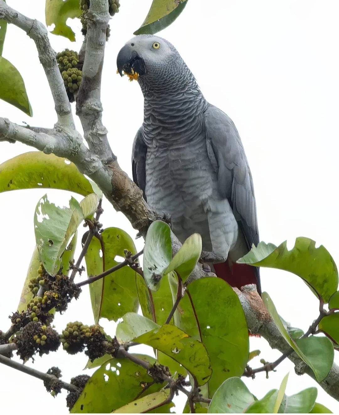 African Grey Parrot-(Aponi) - Image 3