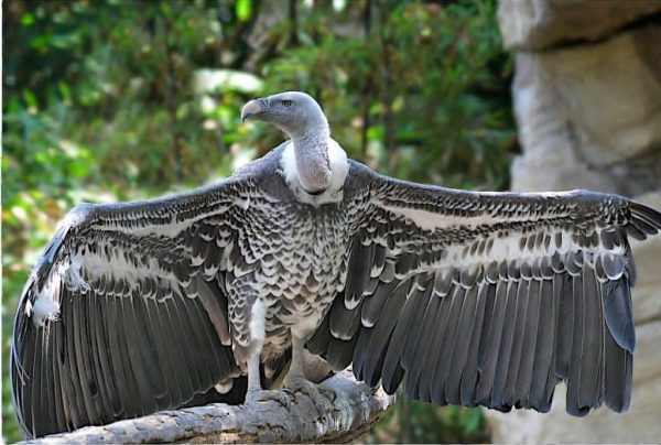 Authentic Ruppell's Griffon Vulture Birds-(Males/Females) - Exotic ...