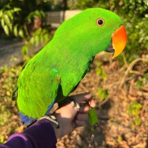 Solomon Island Eclectus Parrot-(Ben)