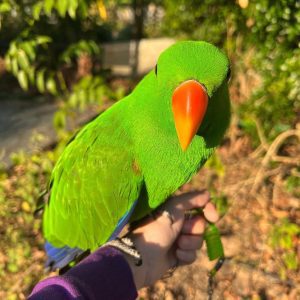 Solomon Island Eclectus Parrot-(Ben)
