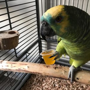 Blue Fronted Headed Amazon Parrot-(Liny)