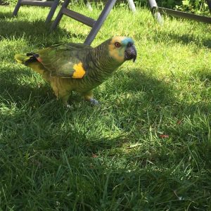 Blue Fronted Headed Amazon Parrot-(Liny)