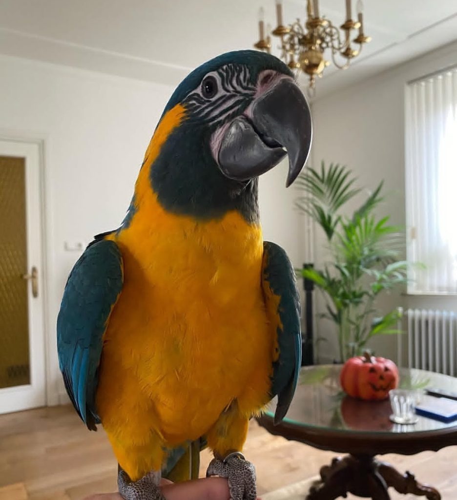 Blue Throated Macaw Parrot-(Pina) - Exotic Global Parrots Farm - Parrot Cage Reviews For Blue-Throated Macaws
