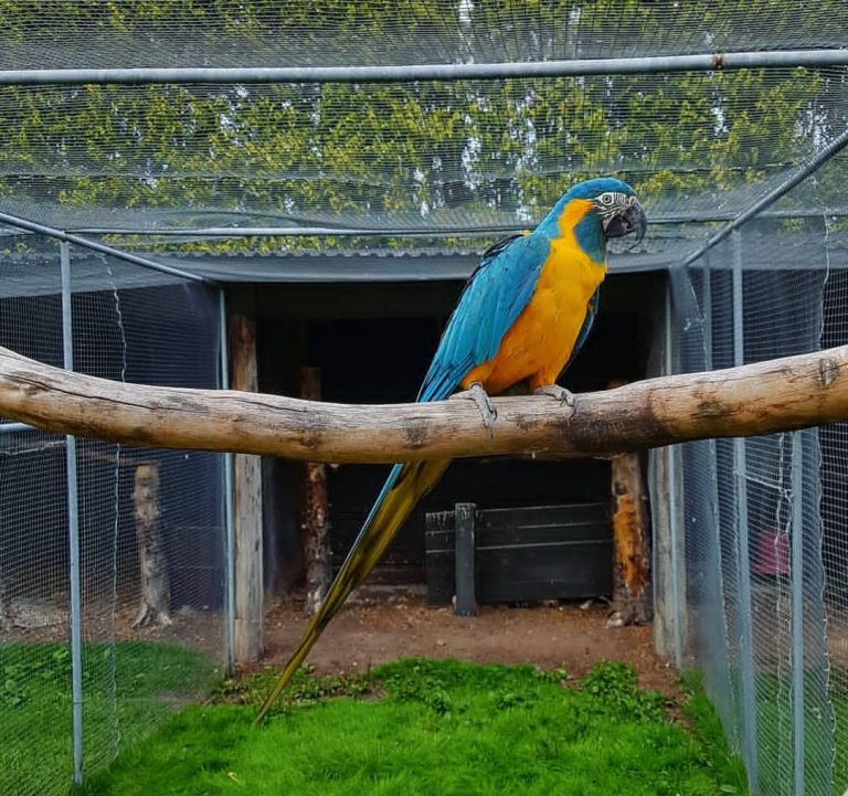 Blue Throated Macaw Parrot-(Pina) - Exotic Global Parrots Farm