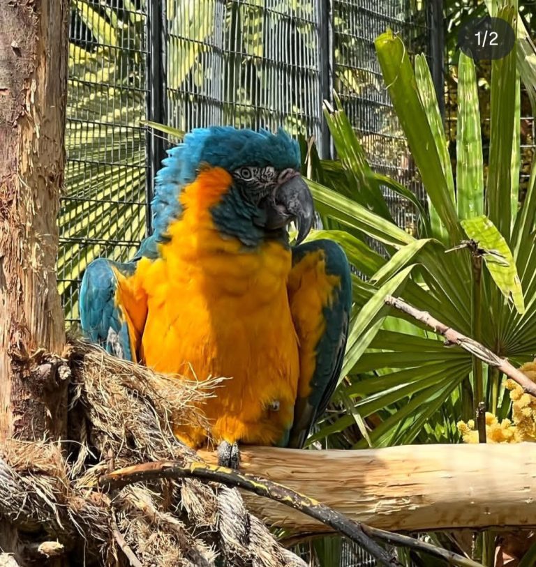 Curated visual reference: Fresh Look at Blue Throated Macaw Parrot Indi