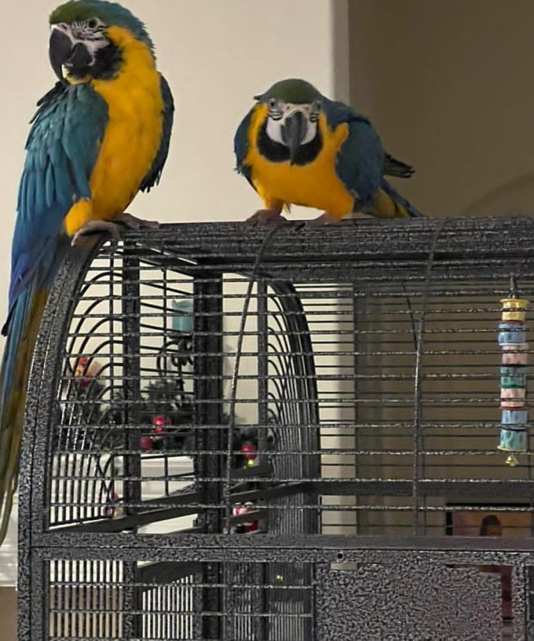 View of Breeding Pair Blue And Gold Macaw Parrots-Male & Female - Exotic Global ...