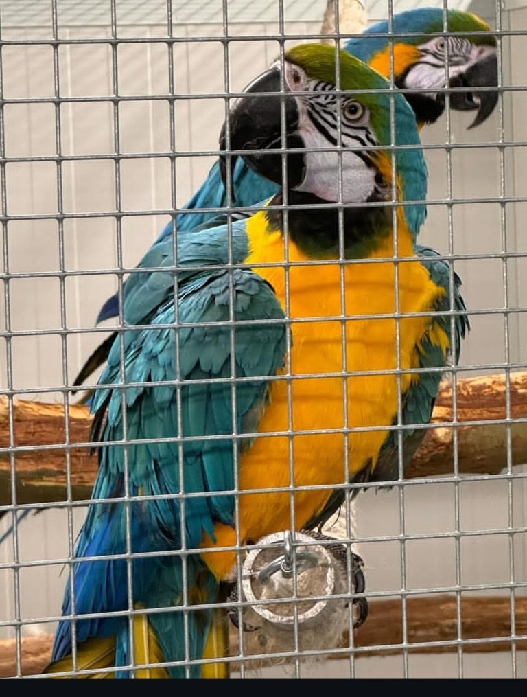 Breeding Pair Blue And Gold Macaw Parrots-Male & Female - Exotic Global ... - Parrot And Macaw Breeding Forum Discussion