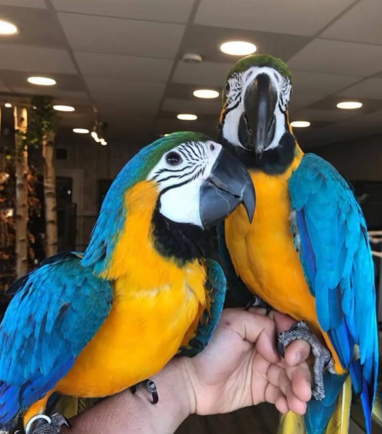 Breeding Pair Blue And Gold Macaw Parrots-Male & Female - Exotic Global ...