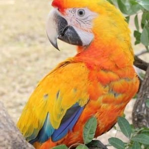 Camelot Macaw Parrot-(Namy)
