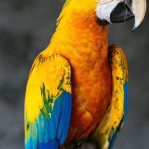 Camelot Macaw Parrot-(Namy)