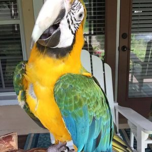 Catalina Macaw Parrot-(Lavina)