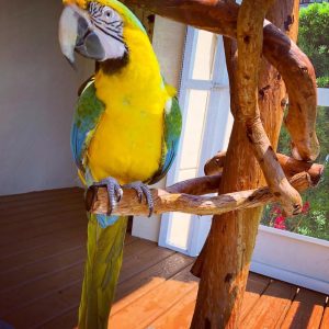 Catalina Macaw Parrot-(Lavina)