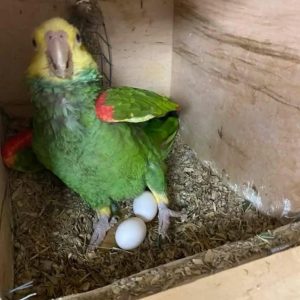 Fertile  Amazon Parrot Eggs