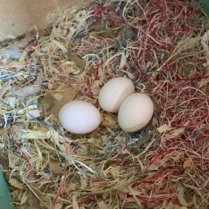 Fertile Cockatiel Parrot Eggs