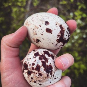 Fertile Gyrfalcon Eggs