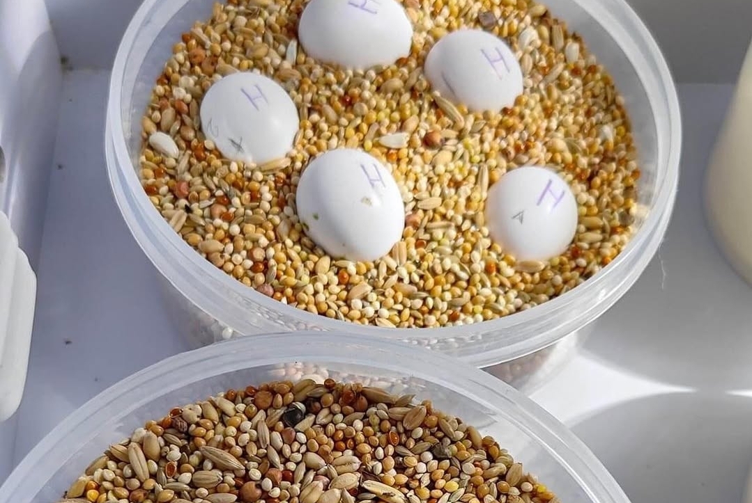 “Fertile Moluccan Cockatoo parrot eggs in nest, healthy and high-quality, ideal for responsible exotic bird breeding and hatching.”