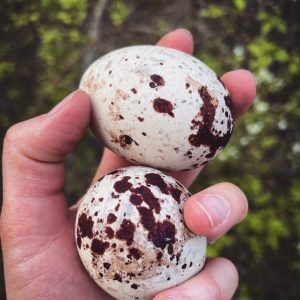 Fertile Turkey Vulture Eggs