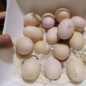 Fresh Rainbow Lorikeet  Eggs