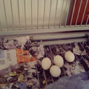 Fresh Solomon Island Eclectus Eggs