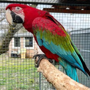 Green-Winged Macaw Parrots-(Males/Females)
