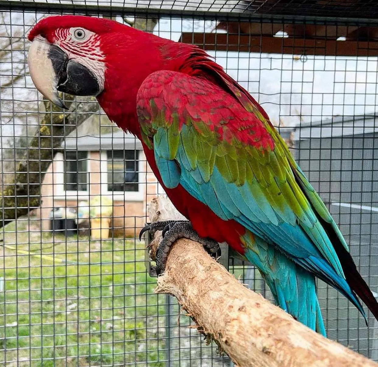 Green-Winged Macaw Parrots-(Males/Females) - Image 2