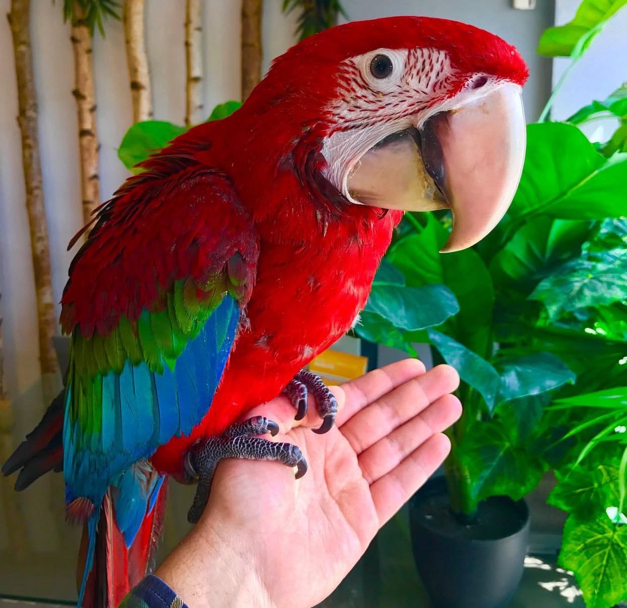 Green-Winged Macaw Parrots-(Males/Females) - Image 3