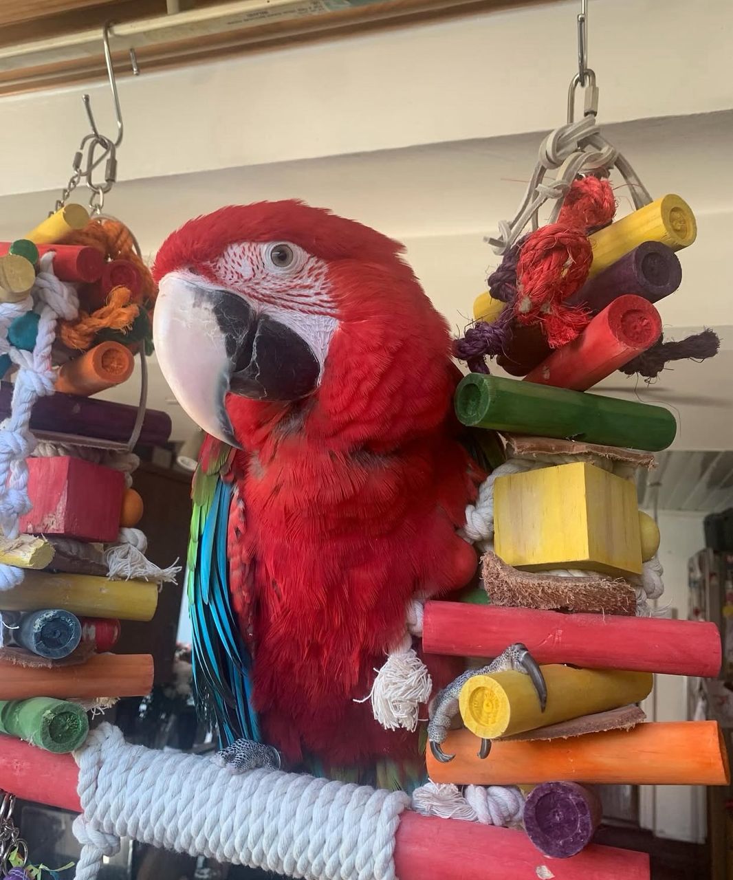 Green-Winged Macaw Parrots-(Males/Females) - Image 4