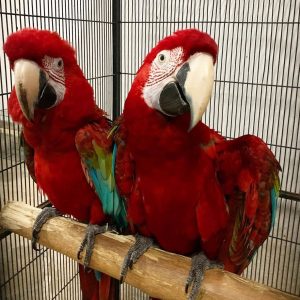 Green-Winged Macaw Parrots-(Males/Females)