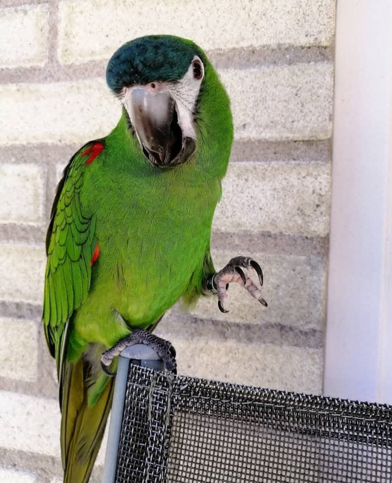 Hahns Macaw Parrots-(Males/Females) - Exotic Global Parrots Farm - Quiet Cages For Hahns Macaw