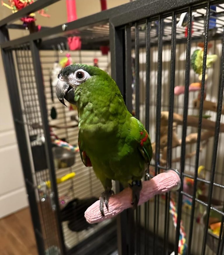 Image showcasing Hahns Macaw Parrots-(Males/Females) - Exotic Global Parrots Farm