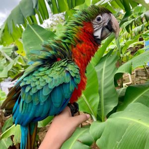 Harlequin Macaw Parrot-(Kata)