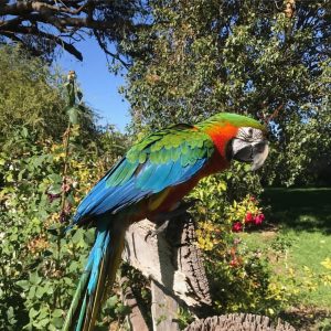 Harlequin Macaw Parrot-(Kata)