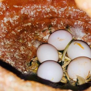 Hatching Umbrella Cockatoo Parrot Eggs