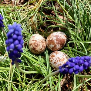Healthy Laggar Falcon Eggs