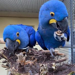 Hyacinth Macaw Parrots-(Males/Females)