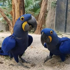 Hyacinth Macaw Parrots-(Males/Females)