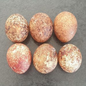 Peregrine Falcon Eggs