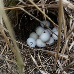 Island Eclectus Eggs