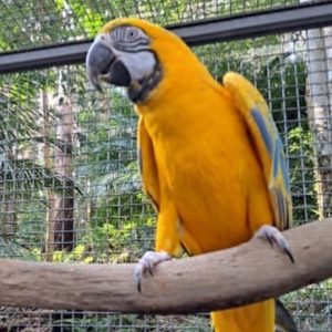Latino Albino Macaw Parrot-(Flavin)