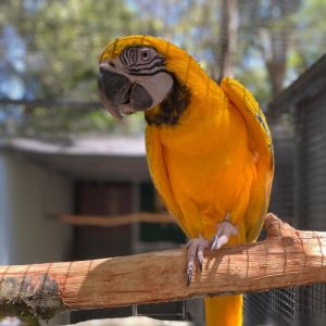 Latino Albino Macaw Parrot-(Flavin)
