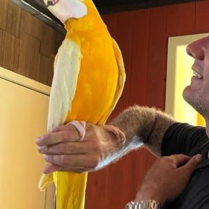 Latino Albino Macaw Parrot-(Zaky)