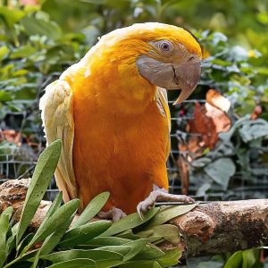 Latino Albino Macaw Parrot-(Zaky)