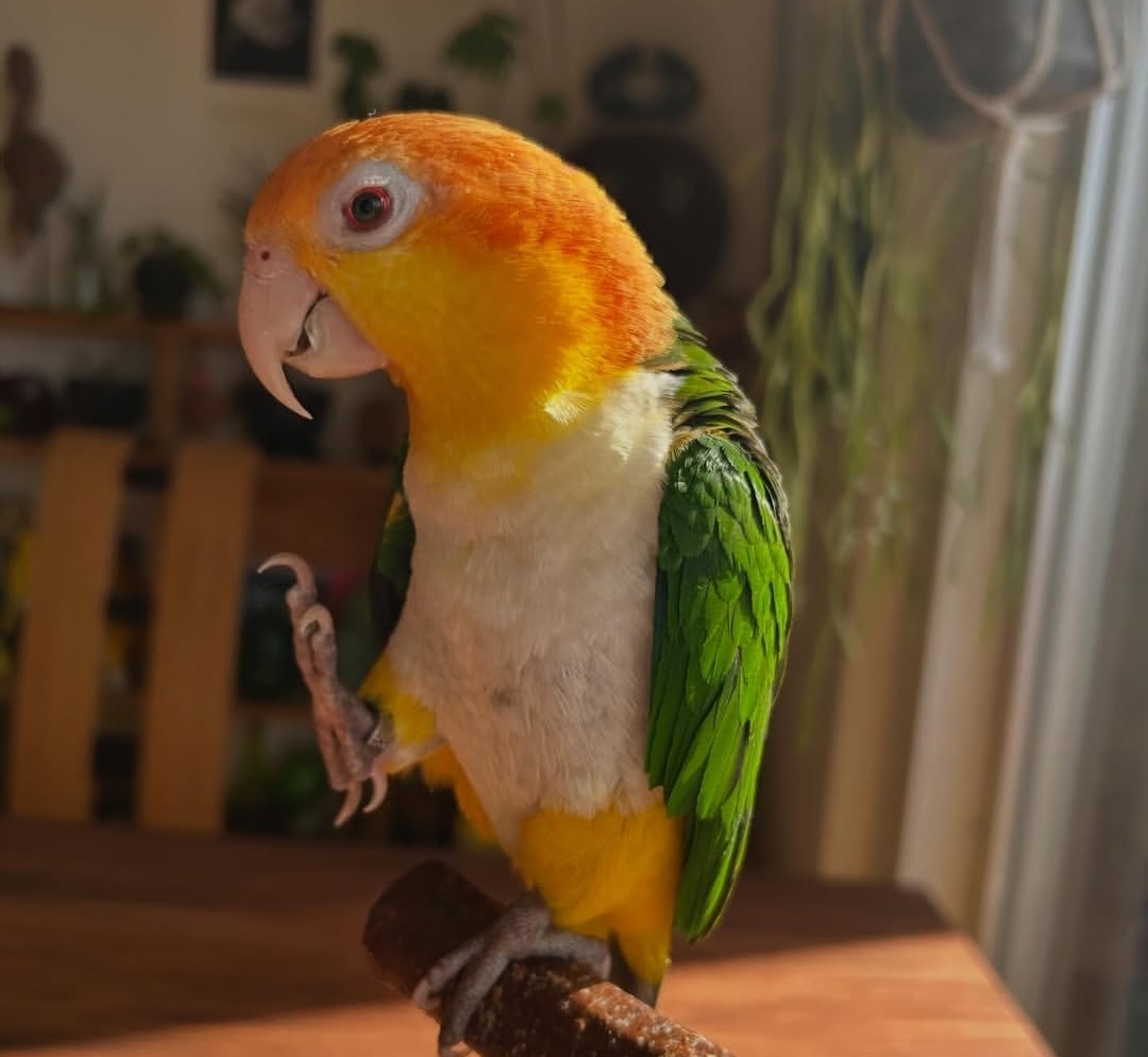 Rax, a male white-bellied caique parrot with a black cap, white belly, vivid green wings, and cheerful orange-yellow legs.