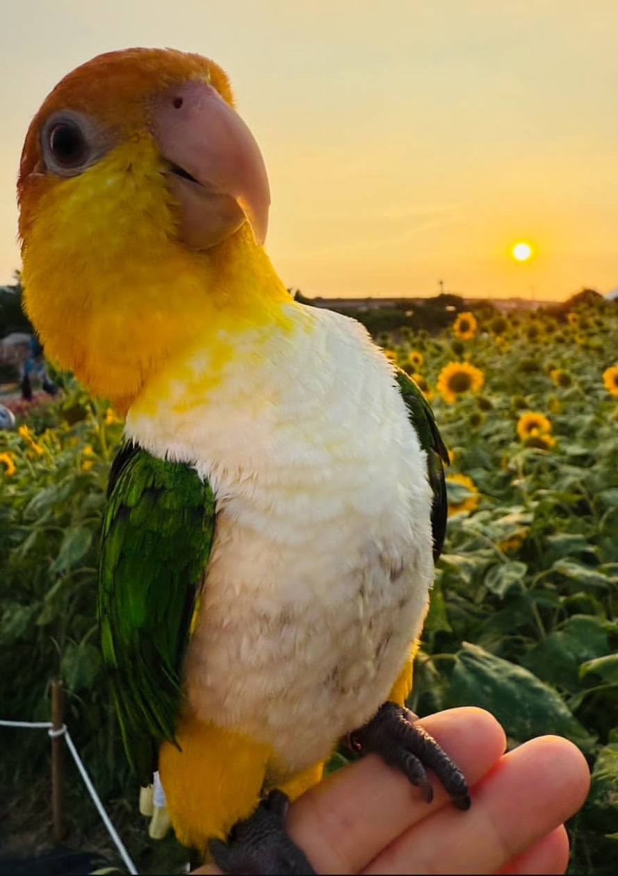 Close-up of Rax, a male white-bellied caique parrot, featuring a glossy black head, white chest, green wings, and bright orange and yellow feathers on his legs.