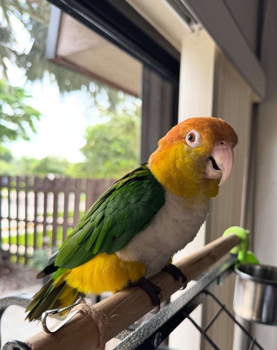 Close-up of Rax, a male white-bellied caique parrot, featuring a glossy black head, white chest, green wings, and bright orange and yellow feathers on his legs.