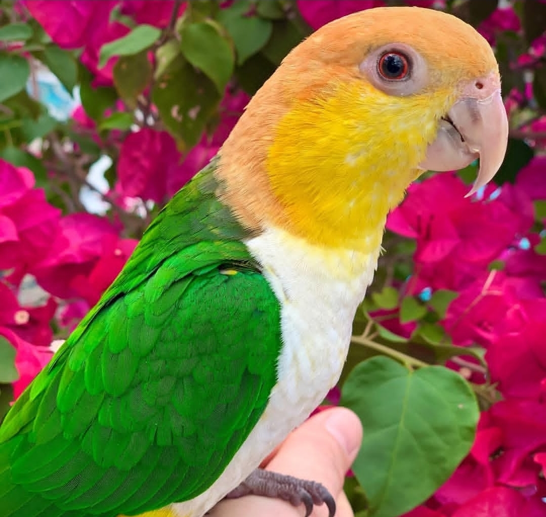 Male white-bellied caique parrot named Rax, showing a black head, white belly, green wings, and bright orange-yellow thighs.