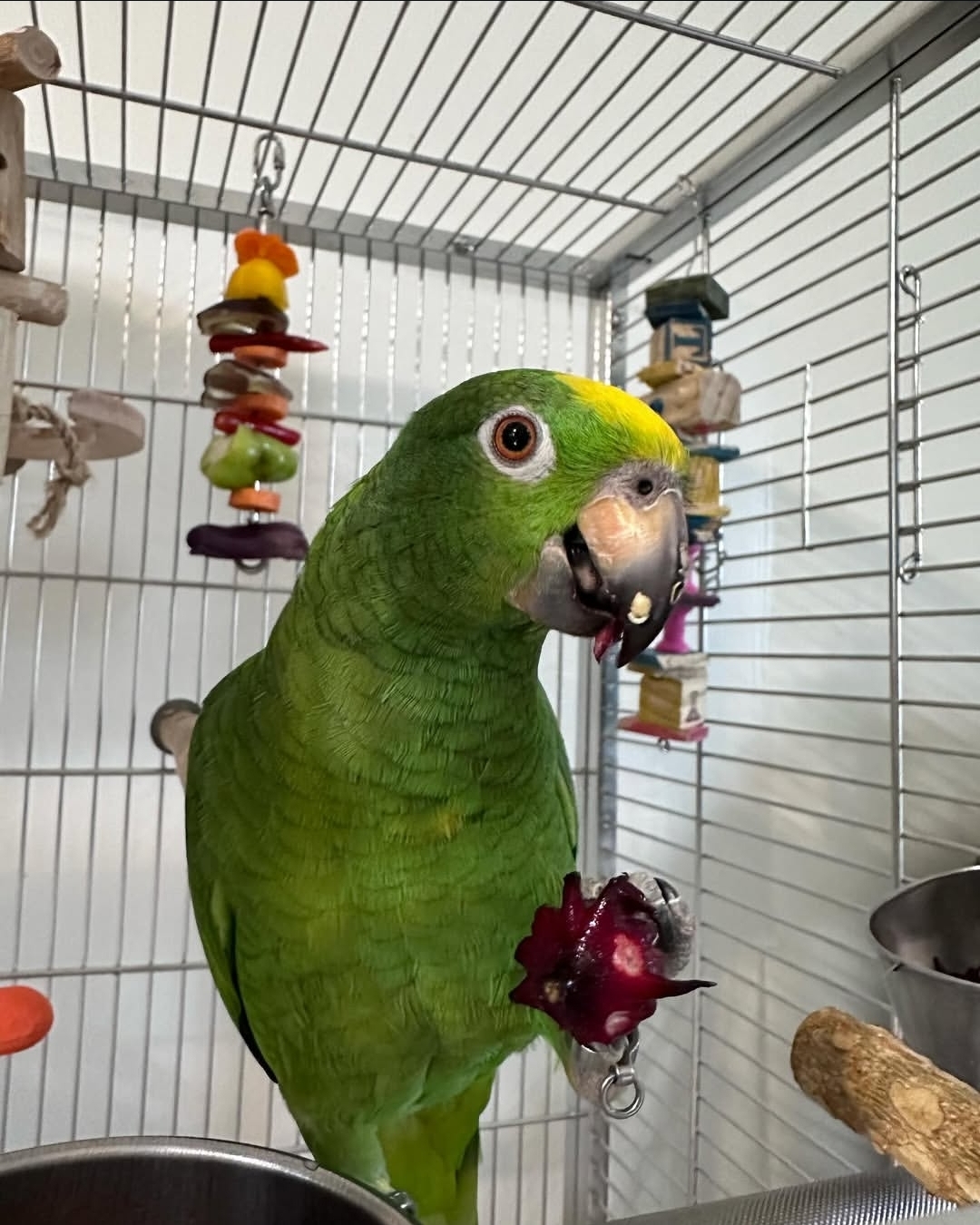 Male Yellow-Crowned Amazon Parrot (Paky) green talking parrot with bright yellow crown, hand-tamed one-year-old pet bird perched calmly.