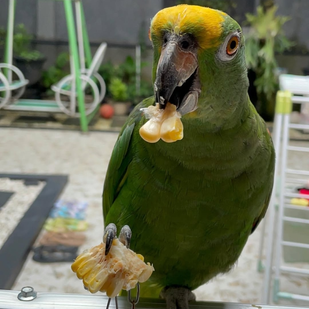 Male Yellow-Crowned Amazon Parrot (Paky) green talking parrot with bright yellow crown, hand-tamed one-year-old pet bird perched calmly.