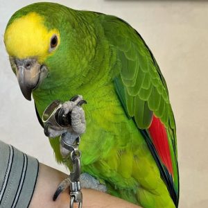 Male Yellow Crowned Amazon Parrot-(Paky)
